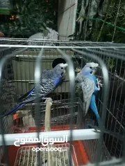  6 كوم عصافير للبيع