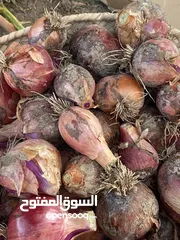  1 بصل عماني يمني إنتاج 2024