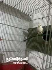  5 جوز كنار للبيع شغالت 100‎%‎ سبب البيع العوده الى سوريا