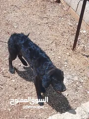  4 اكلاب للبيع جولدن وا مالينو