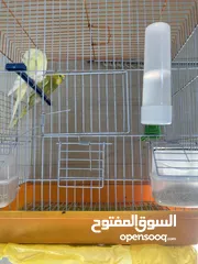  5 جوز طير حب جاهزين للتزاوج والانثي نادر مع القفص والاكل