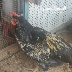  3 ديوك دجاج نوع استرلوب للبيع