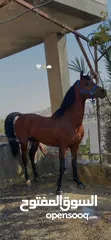  3 خيل عربي آصيل