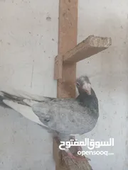  18 طواير مخليف للبيع
