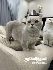  1 قطط  ذكور للتزاوج ((Male cats for mating ))