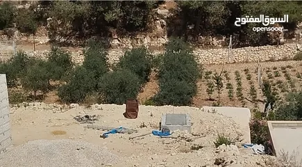  1 ارض معمرة ومرتبة (قريبة على كافيه زيتونة )