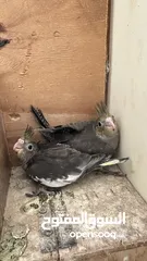  2 Cockatiel chicks