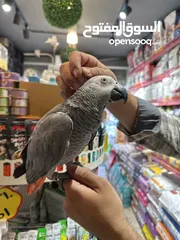  4 ببغاء الكاسكو