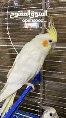  2 ببغائين الاسود ذكر و الابيض انثى نوعيتهم كوكتيل معهم قفص و عدت الطعام و الشراب السكنيه الخامسه