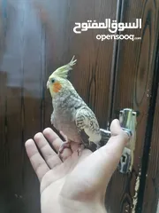  1 ذكور كوكتيل ايزابيل اليفه