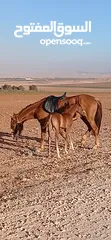  3 فرس  وراها مهر عربي