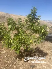  1 4 شجرات بوملي