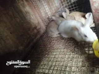 20 متوفر لزبائنها الكرام / زغاليل بلدي للاكل/ حمام فرنسي للذبح / ارانب نخب اول التفاصيل بالوصف