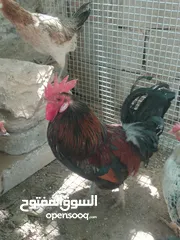  3 ديك وأربع دجاجات بسعر مغري