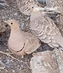  2 قطا عماني *الضحوي*العشوي