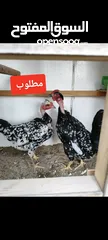  2 مطلوب دجاج ورد الباكله ابو ركيبه