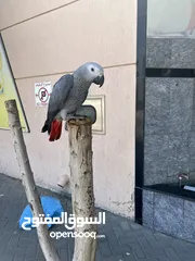  1 African grey fully tamed and playful