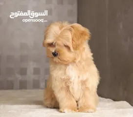  14 Maltipoo  جراء مالتيبو