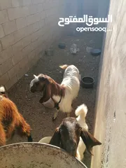 1 ماعز بلدي للبيع