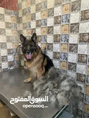  1 حمم كلبك بهالصيف
