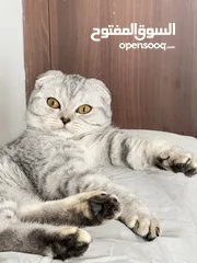  7 Scottish fold kitten