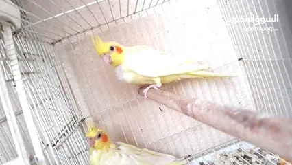  1 lutino Cockatiel chicks fully yellow