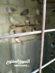  6 طيورحمام صواريخ حلوه ومراجل تقريبا100حبه