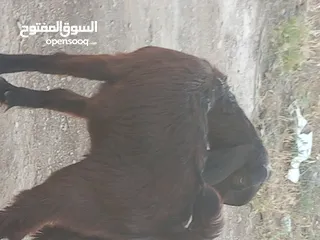  1 عنزه شاميه معه صخله عمر 3 شهور