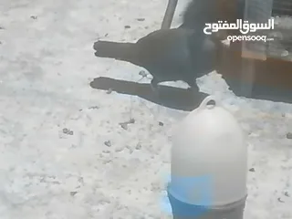  1 حمام للبيع