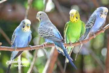  24 مطلوب طيور للتبني لغاوي  Birds wanted for adoption