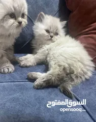  3 قطط هملايا للبيع