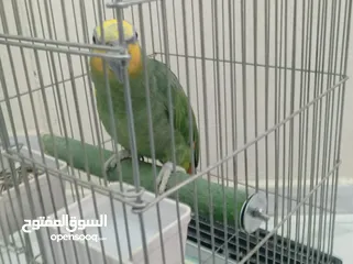  6 ببغاء امزوني حبه جانبو متكلم اليف ريش كامل.للبيع قابل البدل على طيور