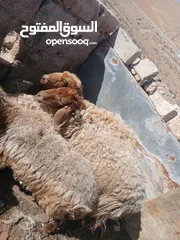 3 عروض اضاخي بسعر مغري