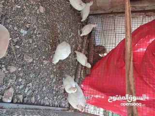  2 حجل ابيض شغال