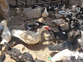  8 بطط مرتب لحم خرافي لانه مهتمين بغذائه يوجد أحجام مختلفه + يوجد حجل لحم مرتب + بيض بط+ بيض حجل