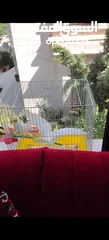  3 جوز كوكتيل جاهز 100 بل 100