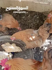  7 دجاج كوشن بياض للبيع