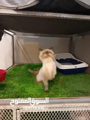  2 بكي فيس للتبني