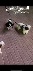  7 كلاب شيتزو