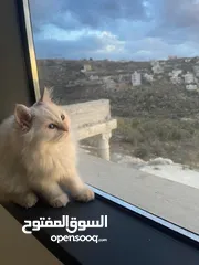  2 ثلاث قطط شيرازي للبيع  مفرد او الجميع