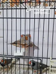  7 زيبرا مكس انقلش