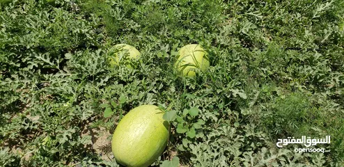  1 حبـــــــحب او بطيخ  يــمــــني للتصدير watermelon Yemeni For export