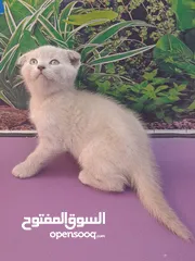  21 Scottish fold, Rag doll, British Short hair kittens.