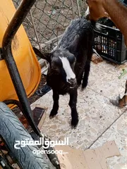  9 قطريه قزم ناصيه هيأ بتها