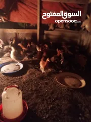  3 دجاج عماني  عمر ثمانية أشهر بي ريالين ونص يوجد فيديو ودجاج عمر أربعة شهور بي ريال ونص