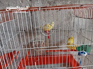  11 انثايتين كنار ليموني اليموني الغامقه جاهزه معبيه بدها تبيض اليموني الفاتح عمرها 5 أشهر شهر بتشتغل