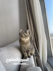  3 قطة انثى سكوتش