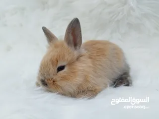  2 أرانب هولندية صغيرة، أليفة، ألوان مميزة