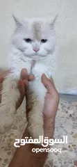  1 قطة أنثى بيضاء ذات عيون زرقاء
