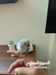  1 فرخ روز لعشاق زق اليدوي